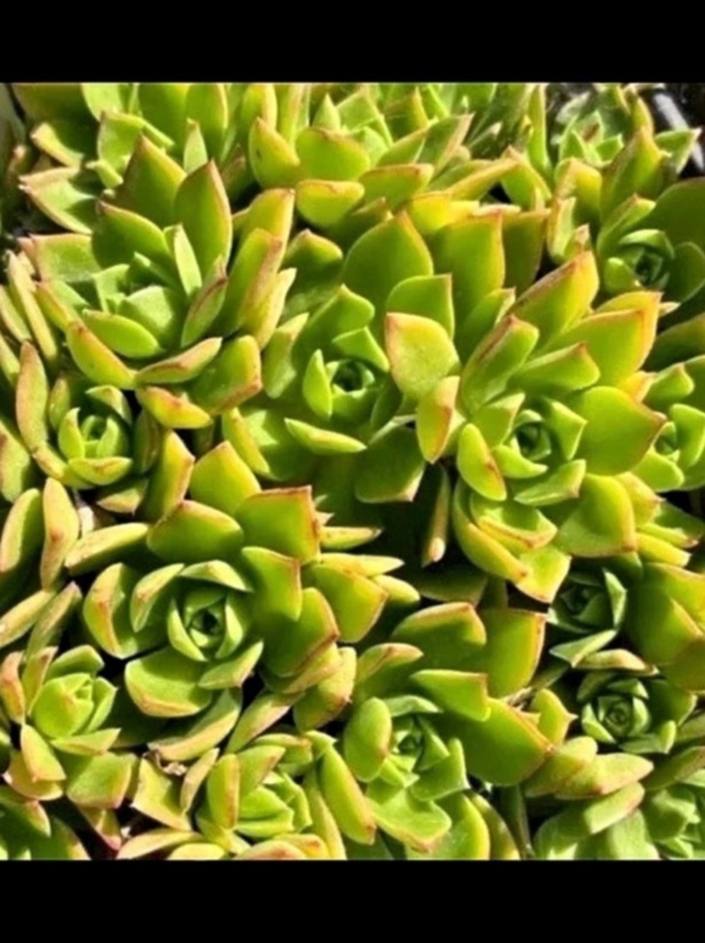 Gorgeous Aeonium haworthii Succulent plant cuttings